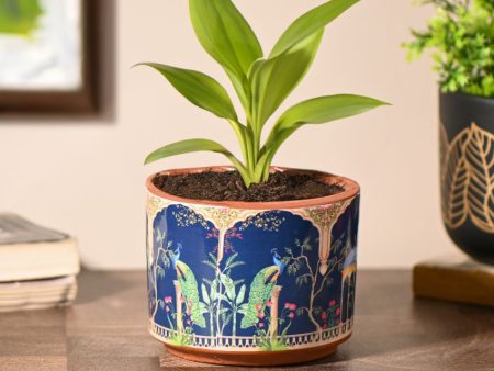 Peacock Printed Handcrafted Terracotta Planter | 4 x 4 inches | Plant Not Included Cheap