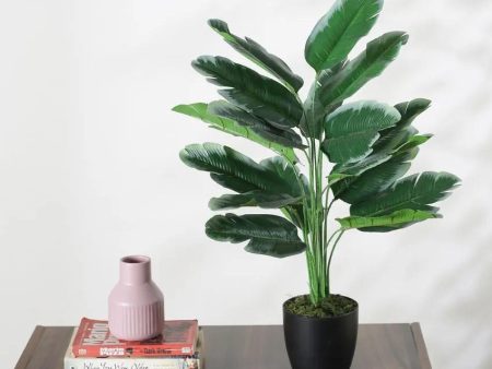 Artificial Banana Green White Plant With Black Pot For Interior Decor | 2 feet Sale