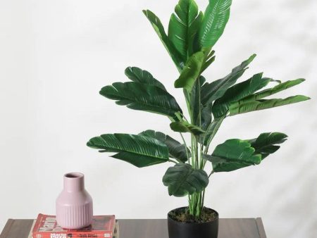 Artificial Banana Green Plant With Black Pot For Interior Decor | 2 feet Discount