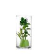 Crystal Clear Creations Stunning Glass Vase | 3 x 6 inches Online Sale