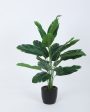 Artificial Banana Green Plant With Black Pot For Interior Decor | 2 feet Discount