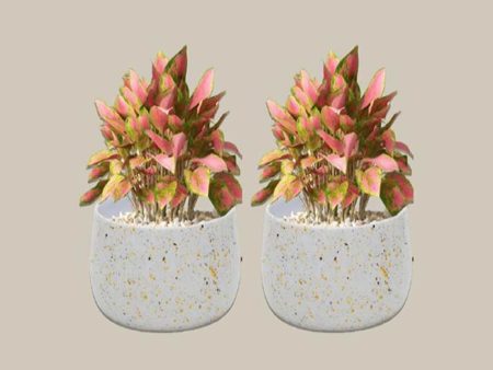 Stylish Speckled Metal Planter Without Plant | Set of 2 | 6 x 3 inches Online Hot Sale