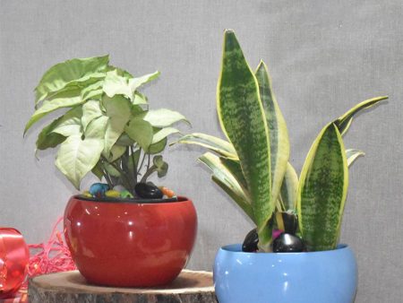 Modern Desktop Planters Combo Without Plants | Pack of 2 | 5 x 5 inches Online now