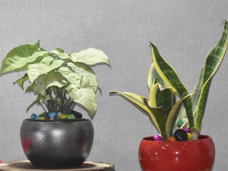 Premium Desktop Planters Combo Without Plants | Pack of 2 | 5 x 5 inches Online Sale