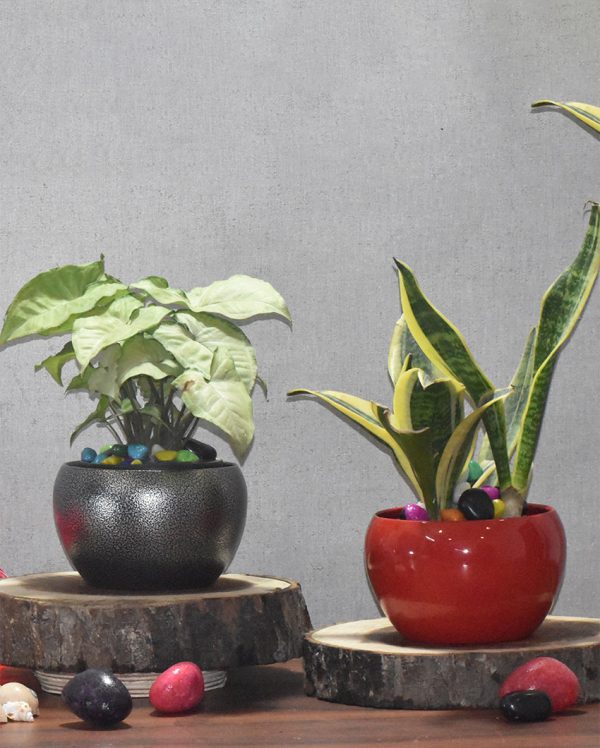 Premium Desktop Planters Combo Without Plants | Pack of 2 | 5 x 5 inches Online Sale