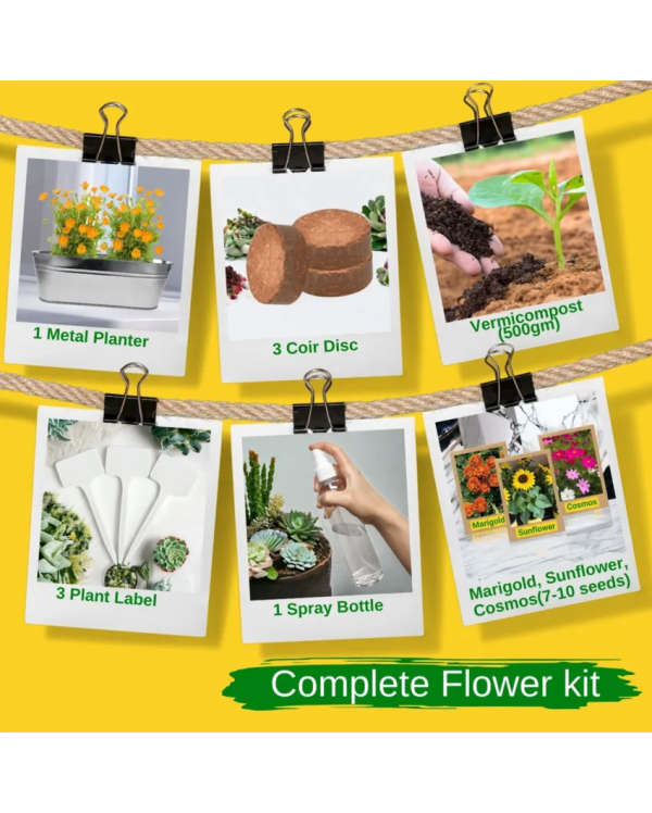 3 in 1 DIY Grow Kit Coir Marigold Sunflower Cosmos Mix | Set of 3 | 12 x 5 x 6 inches For Sale