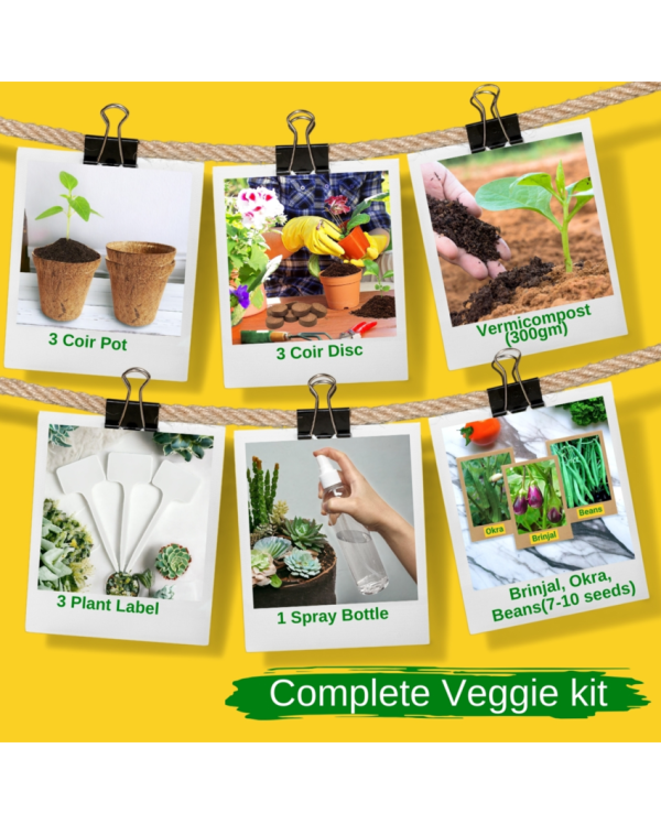 3 in 1 DIY Vegetable Grow Kit Coir Brinjal Okra French Beans | Set of 3 | 4 x 4 x 4 inches Supply