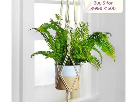 Braided Cotton Rope Plant Hanger Online