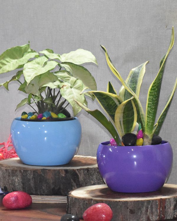 Compact Desktop Planters | Set Of 2 |Plant Not Included For Cheap