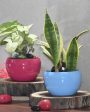 Elegant Desktop Planters Combo | Pack of 2 | Plant Not Included Hot on Sale