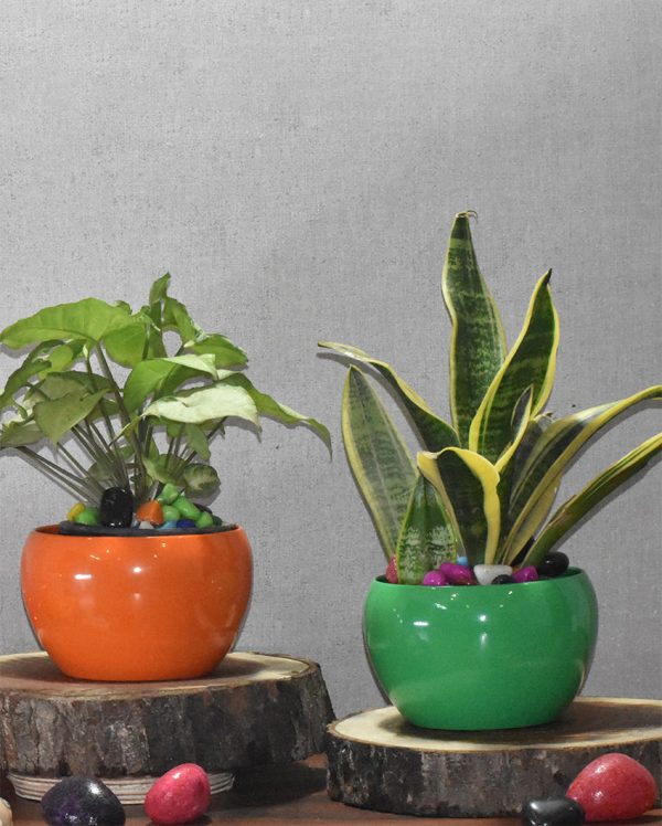 Versatile Desktop Planters Combo Without Plants | Pack of 2 | 5 x 5 inches Discount