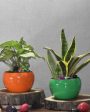 Versatile Desktop Planters Combo Without Plants | Pack of 2 | 5 x 5 inches Discount