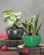 Premium Desktop Planters Combo Without Plants | Pack of 2 | 5 x 5 inches Online Sale