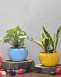 Compact Desktop Planters | Set Of 2 |Plant Not Included For Cheap