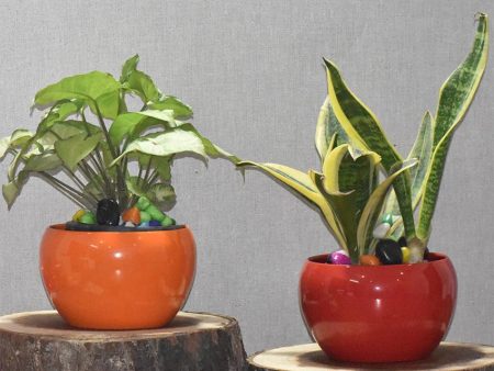 Versatile Desktop Planters Combo Without Plants | Pack of 2 | 5 x 5 inches Discount