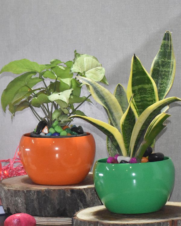 Versatile Desktop Planters Combo Without Plants | Pack of 2 | 5 x 5 inches Discount