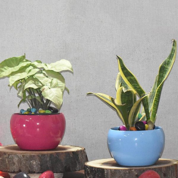 Elegant Desktop Planters Combo | Pack of 2 | Plant Not Included Hot on Sale