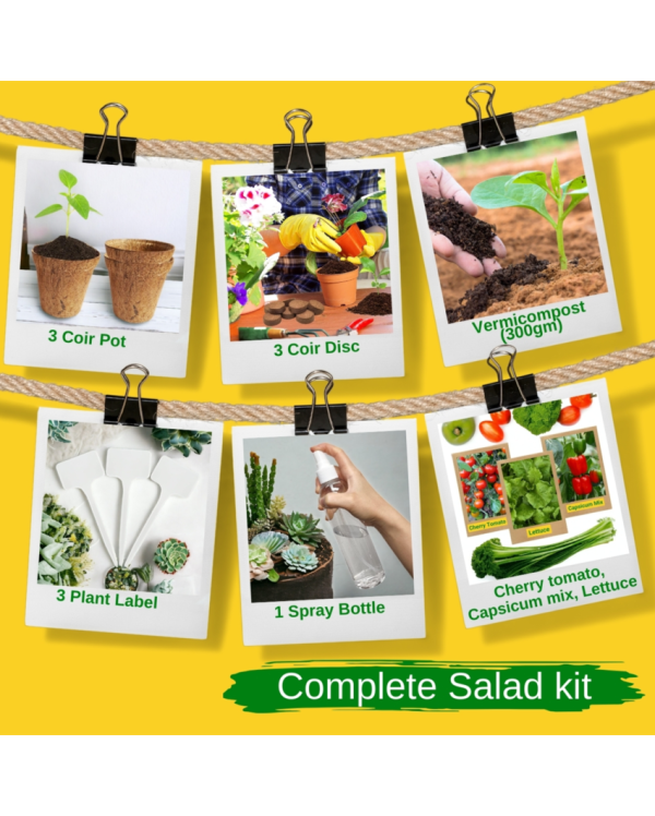 3 in 1 DIY Salad Gardening Kit Coir Cherry Tomato Capsicum Lettuce | Set of 3 | 4 x 4 x 4 inches Sale