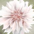 FEN199 - Pink Dahlia   - 12x12 For Discount