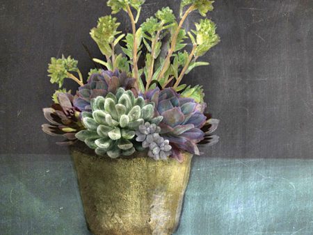 FEN141 - Succulents - 12x12 For Cheap